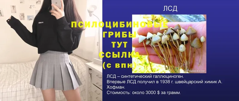 мориарти наркотические препараты  Великие Луки  Псилоцибиновые грибы Psilocybe 